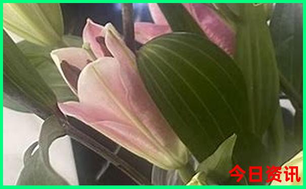 柞水溶洞景点介绍